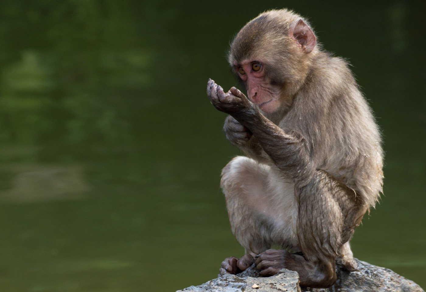 A Japanese macaque on the hillside at Arashiyama, Kyoto