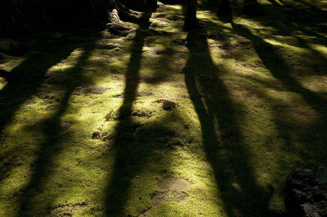 A moss garden in a Kyoto temple after rain